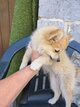 Superbes Spitz Nains