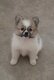 Superbes Spitz Nains