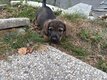 Chiots Berger Malinois croisés