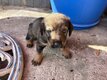 Chiots Berger Malinois croisés