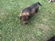 Chiots Berger Malinois croisés