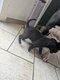 Magnifiques petits Bullys