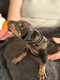 Chiots dobermans