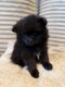 Spitz nain et petit