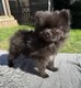 Spitz nain et petit