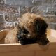 Bichpoo TOYS