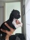 Chihuahua poil long
