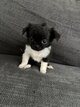 Chihuahua poil long