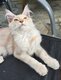 Barnabas [cherche] son nouveau royaume
