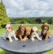Superbe portée de Cavapoo