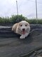 Magnifique chiots border collie