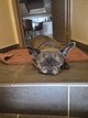 Bouldogue francais