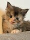 Magnifique chatons Maine Coon à réservé