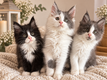 ❤️ Chatons Maine Coon à réserver