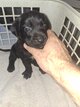 Labrador croisé border collie
