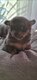 Chiots chihuahua disponibles