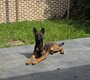 Femelle berger malinois pure race   5 mois  ...
