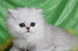 Superbe chaton persan