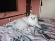 Superbe chaton persan