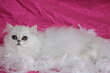 Superbe chaton persan