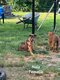 Chiots beauceron croisé malinois