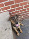 Chiots beauceron croisé malinois
