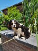 Chiot CKC mâle 8mois