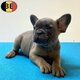 Découvrez nos adorables chiots Bouledogue...