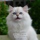 British Longhair Blue Point