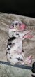Chiots Berger Australien à Vendre