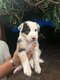 Chiots Berger Australien à Vendre