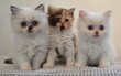 Chaton Selkirk Rex