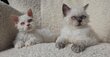 Chaton Selkirk Rex