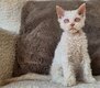 Chaton Selkirk Rex