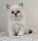 Chaton Selkirk Rex