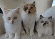 Chaton Selkirk Rex