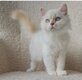 Chatons Selkirk Rex