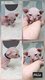 Chatons sphynx et sphynx elf