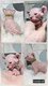 Chatons sphynx elf