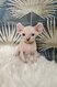Chatons sphynx elf