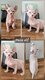 Chatons sphynx elf