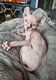 Chatons sphynx elf