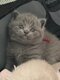 Magnifique British shorthair
