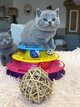 Magnifique British shorthair