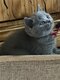 Magnifique British shorthair