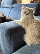 British longhair