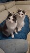 Chats poils long