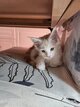 Chatons mainecoon