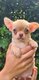 Chiots chihuahua males