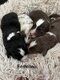 Chiots bergers australiens